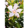 bellaflora Gartencenter GmbH