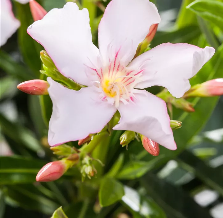 Oleander