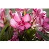 bellaflora Gartencenter GmbH