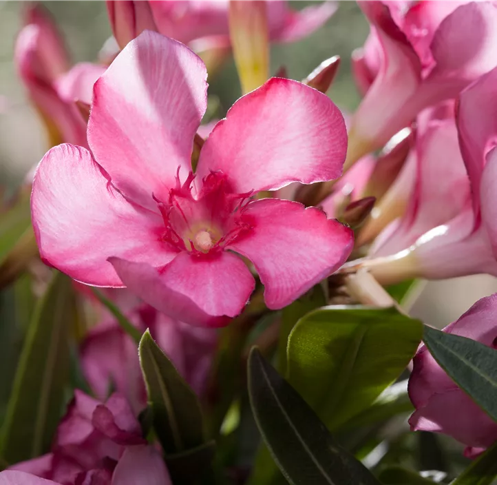 Oleander