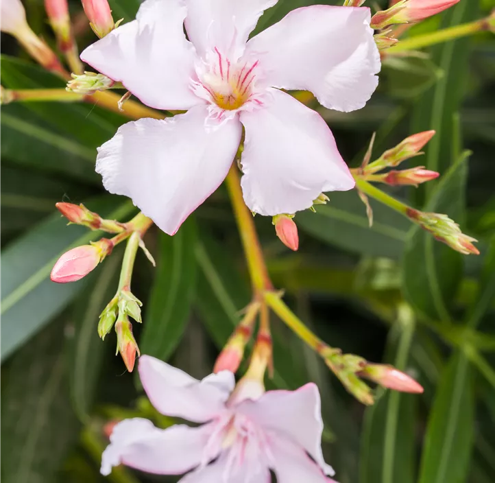 Oleander