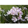 bellaflora Gartencenter GmbH
