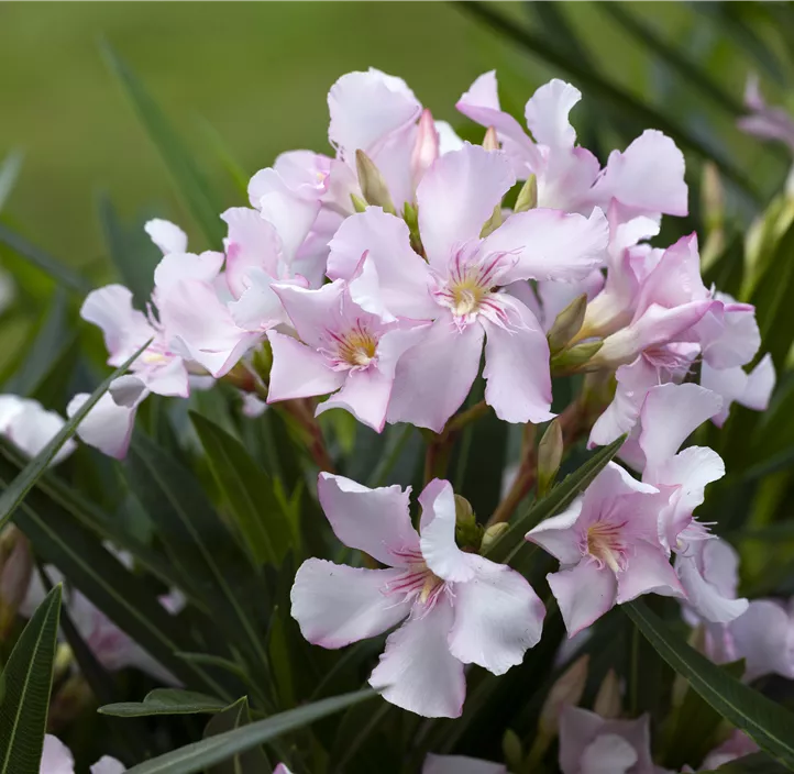Oleander