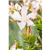 bellaflora Gartencenter GmbH