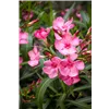 bellaflora Gartencenter GmbH