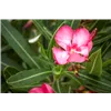 bellaflora Gartencenter GmbH