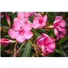 bellaflora Gartencenter GmbH