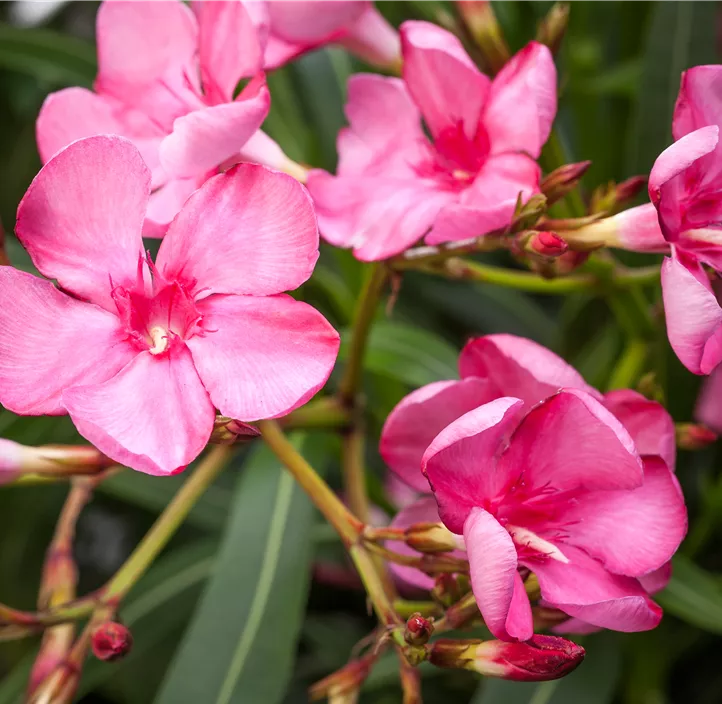 Oleander