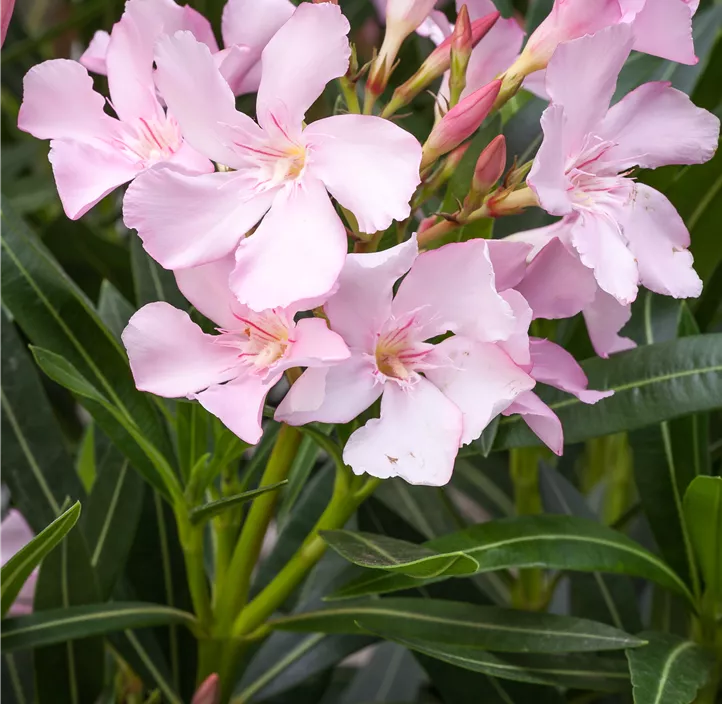 Oleander