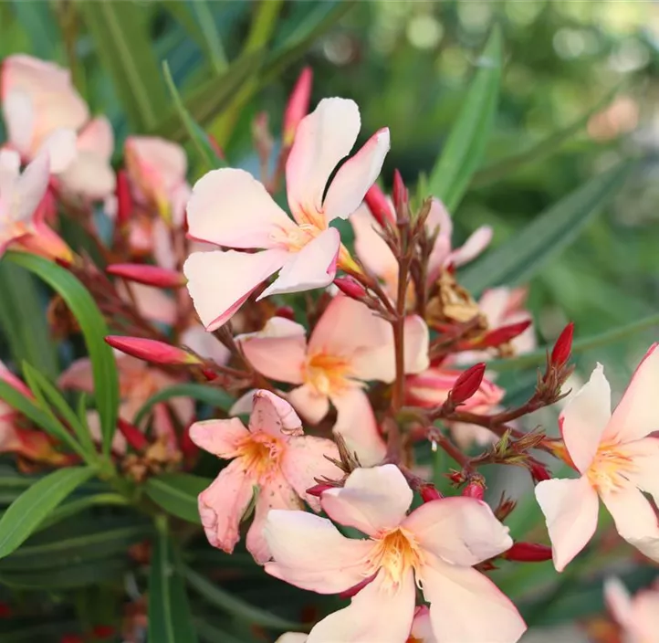 Oleander