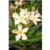 bellaflora Gartencenter GmbH