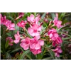 bellaflora Gartencenter GmbH