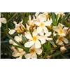 bellaflora Gartencenter GmbH
