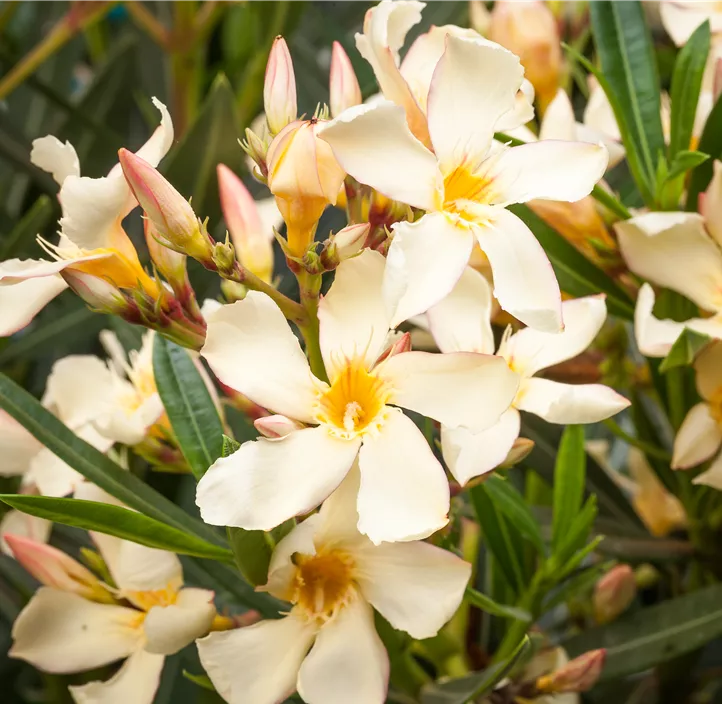 Oleander