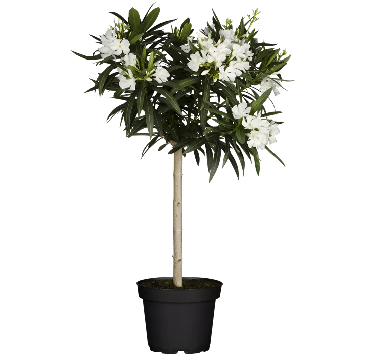 Oleander