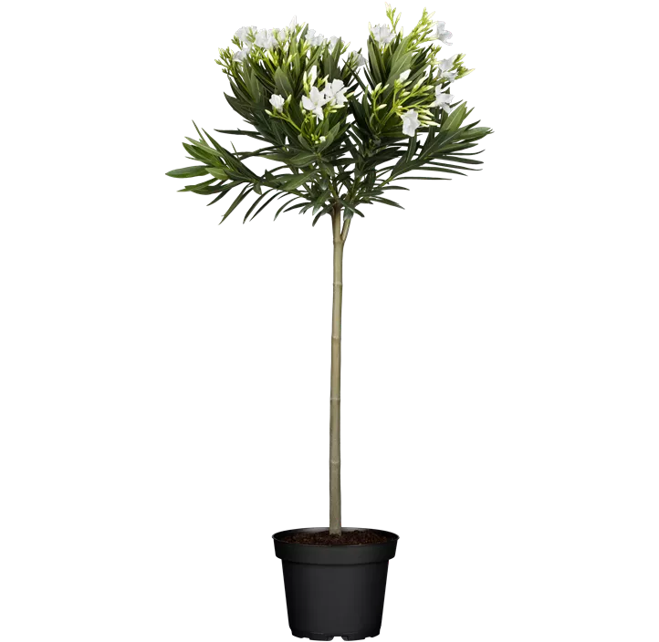 Oleander