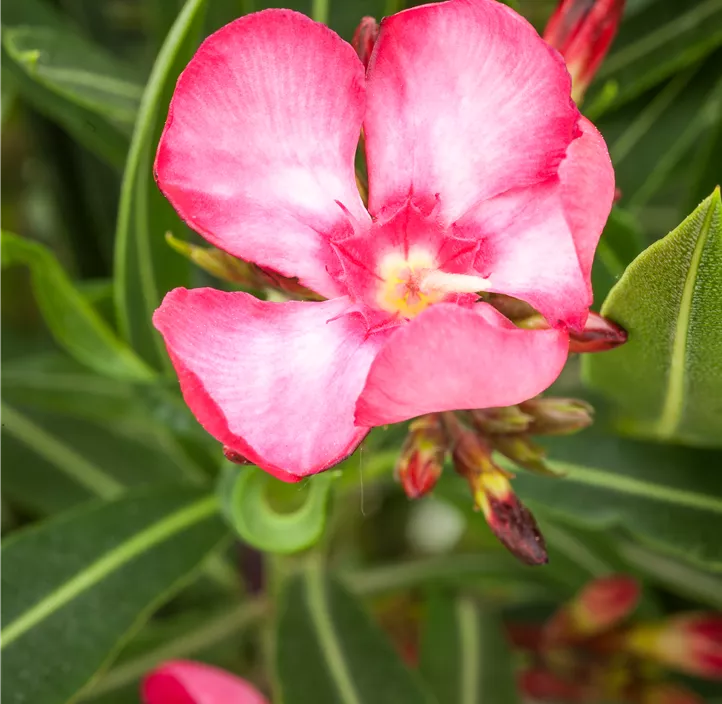 Oleander