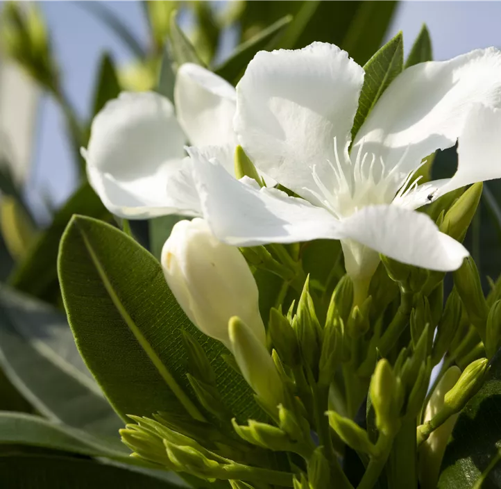 Oleander
