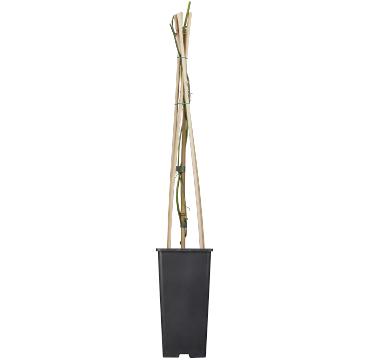 Passionsblume 'Constance Elliot'