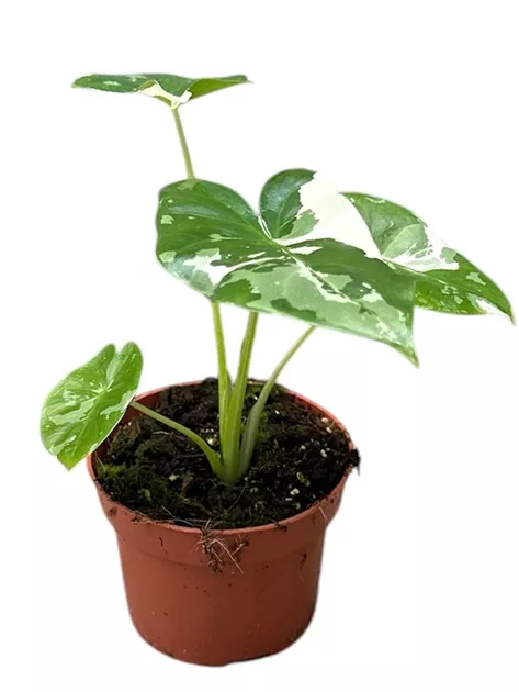 Alocasia macrorrhiza variegata, Elefantenohr variegata - Bellaflora