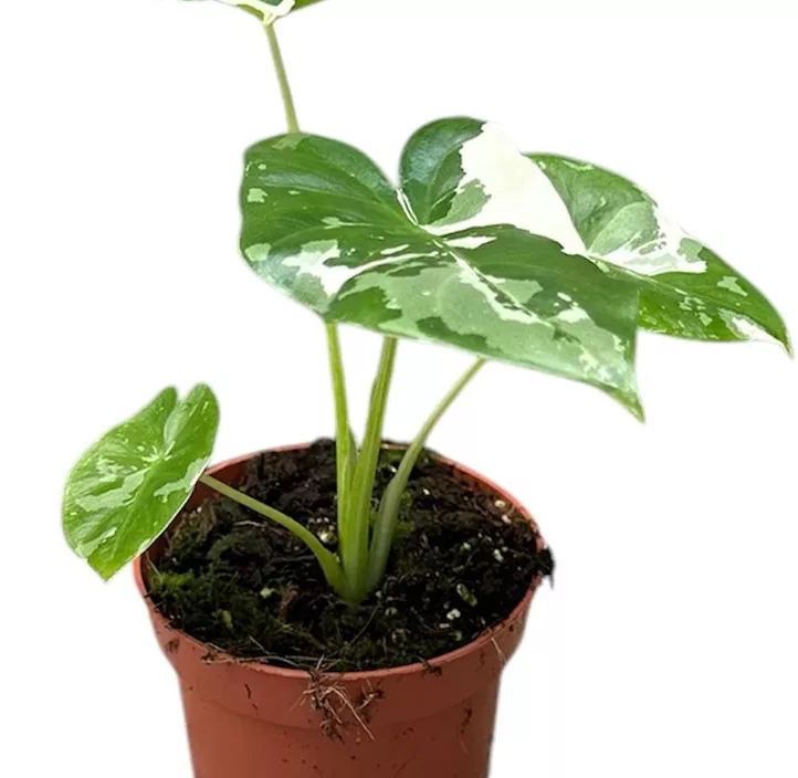 Elefantenohr variegata