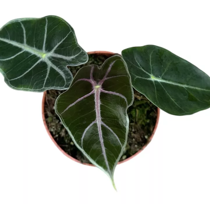 Alocasia Suhirmaniana Purple