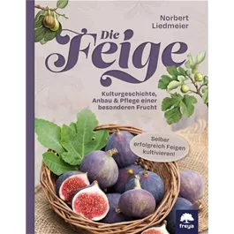 Die Feige