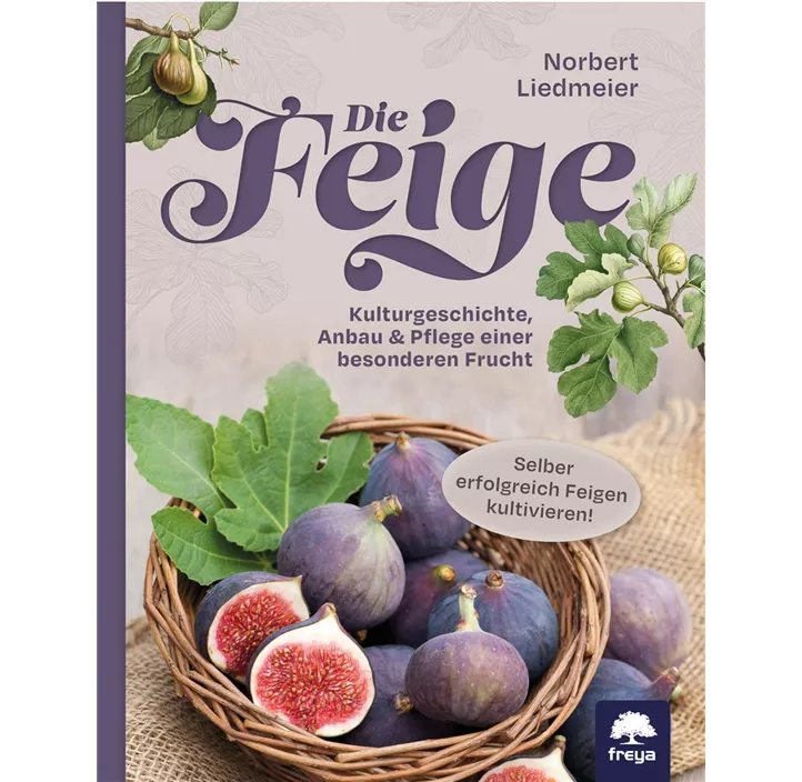 Die Feige