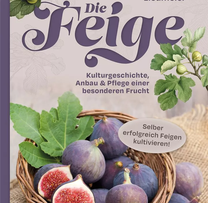 Die Feige
