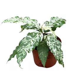 Ficus Snowstorm