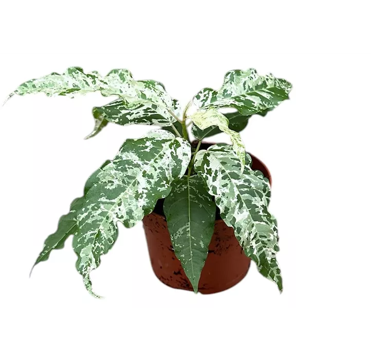 Ficus Snowstorm