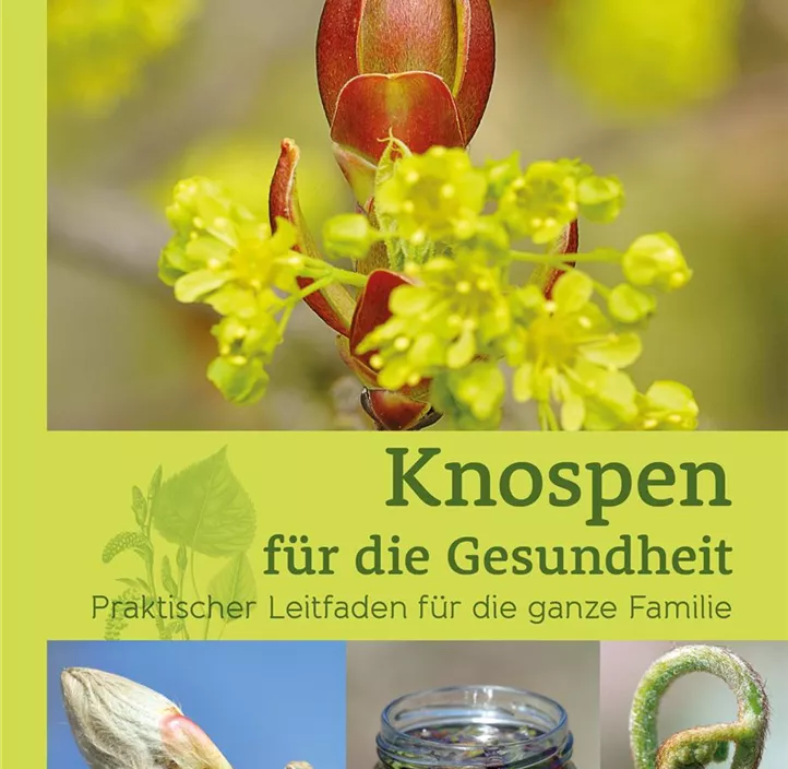Knospen für die Gesundheit