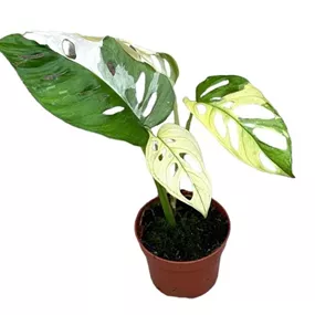 Monstera Adansonii Variegata