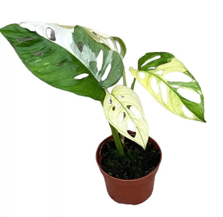 Fensterblatt Adansonii Variegata