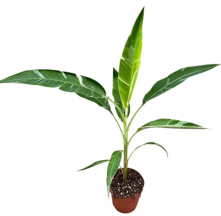 Banane Florida variegata