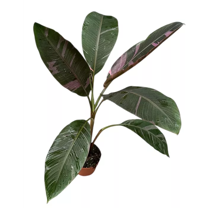 Musa Nono