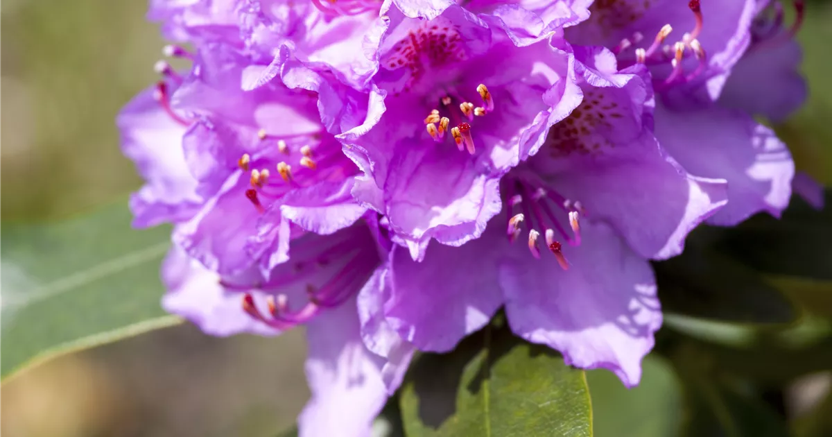 Rhododendron Catawbiense grandiflorum, Catawba-Rhododendron 'Grandiflorum'  - Bellaflora