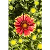 bellaflora Gartencenter GmbH