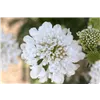 bellaflora Gartencenter GmbH