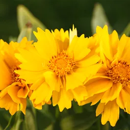 Stauden Aktion Sommer