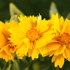 Stauden Aktion Sommer