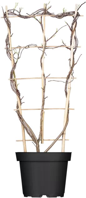 bonsai ginkgo bonsai tree main image 1