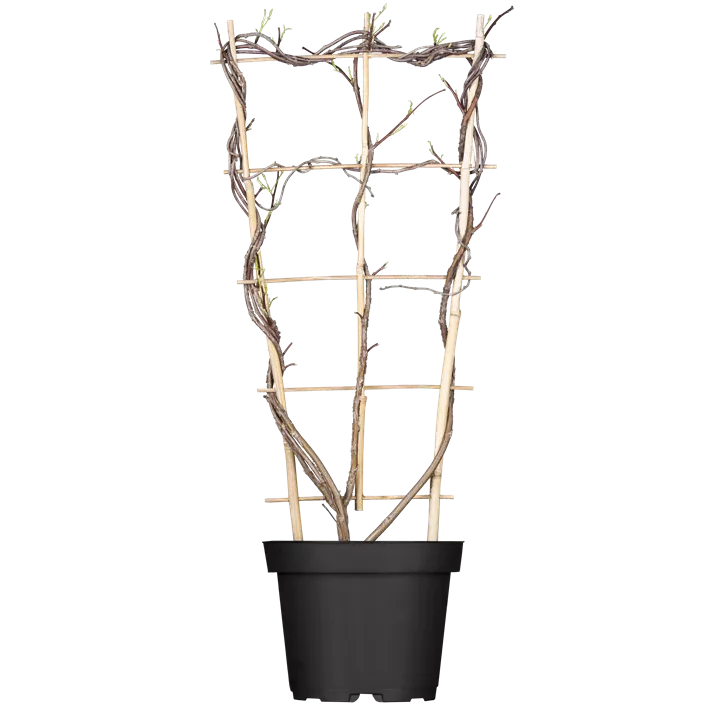 Amerikanischer Blauregen 'Amethyst Falls'®