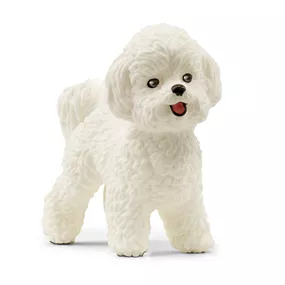 Bichon Frisé