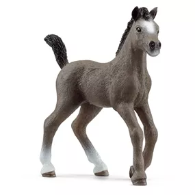 Cheval de Selle Francais Fohlen