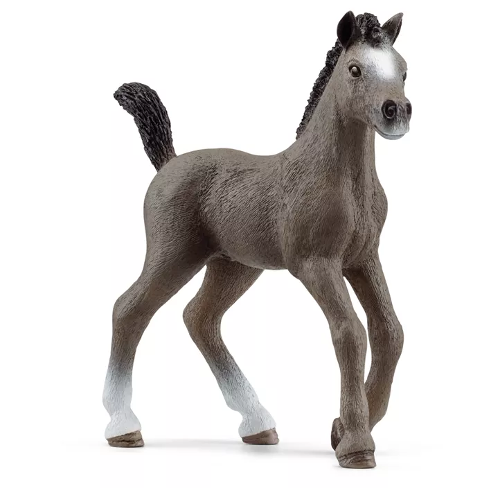 Cheval de Selle Francais Fohlen