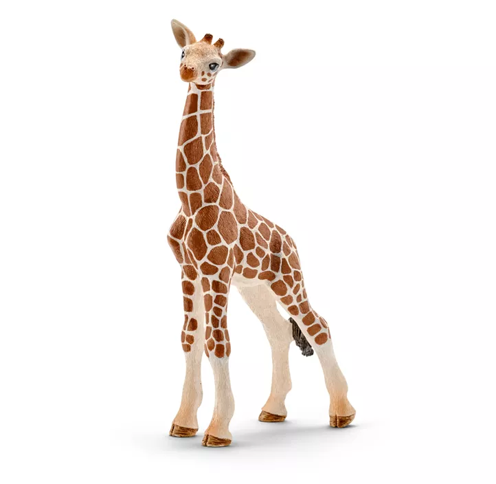 Giraffenbaby
