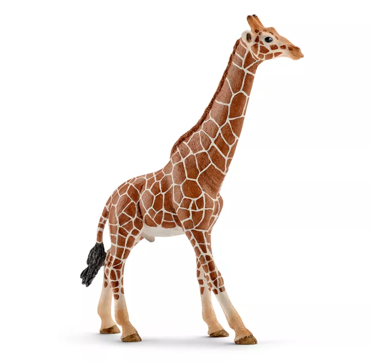 Giraffenbulle