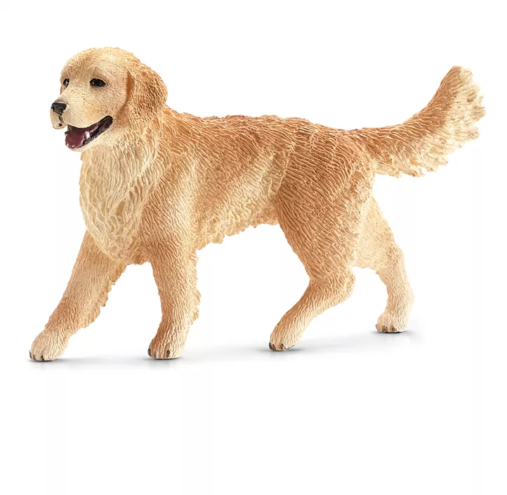 Golden Retriever Hündin