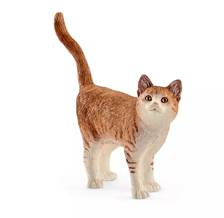Katze